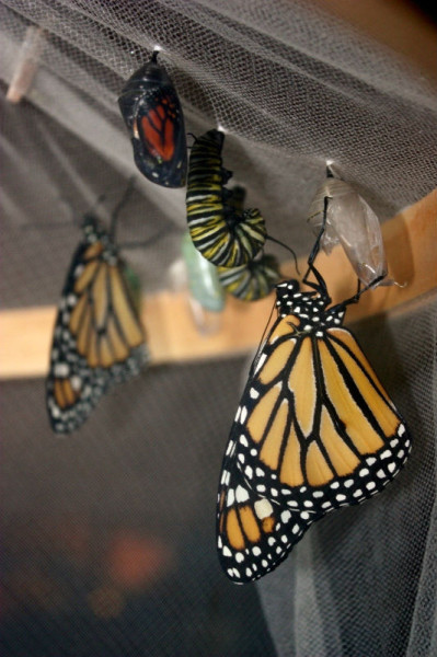 Protection du papillon monarque, ou comment faire de la conservation dans son jardin