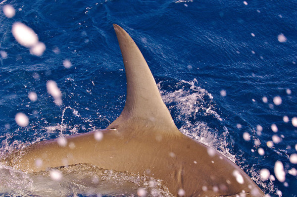 Protection des requins par la CITES – de la théorie à la pratique