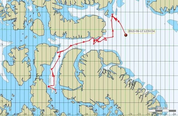 Les épaulards observés en Arctique mettent le cap sur le sud