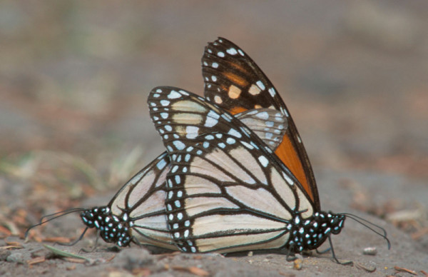 Menace sur la migration des papillons monarques