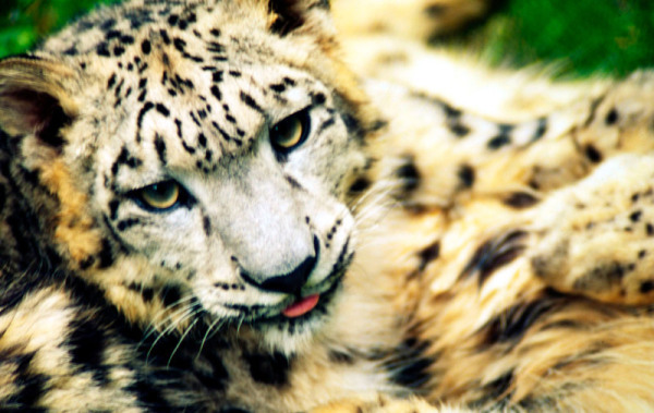 Le léopard des neiges, une des nouvelles espèces à offrir en adoption comme cadeau de Noël