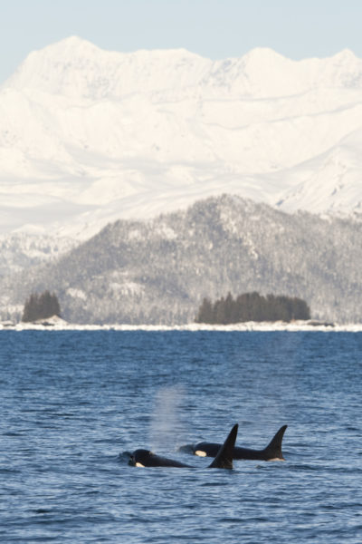 Killer whales (Orcinus orca) surfacing in Prince William Sound, Alaska, United States. © Scott Dickerson / WWF-US
